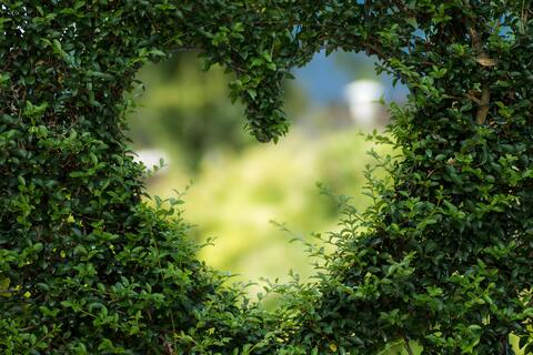 Ett hjärta beskuret genom en grön buske